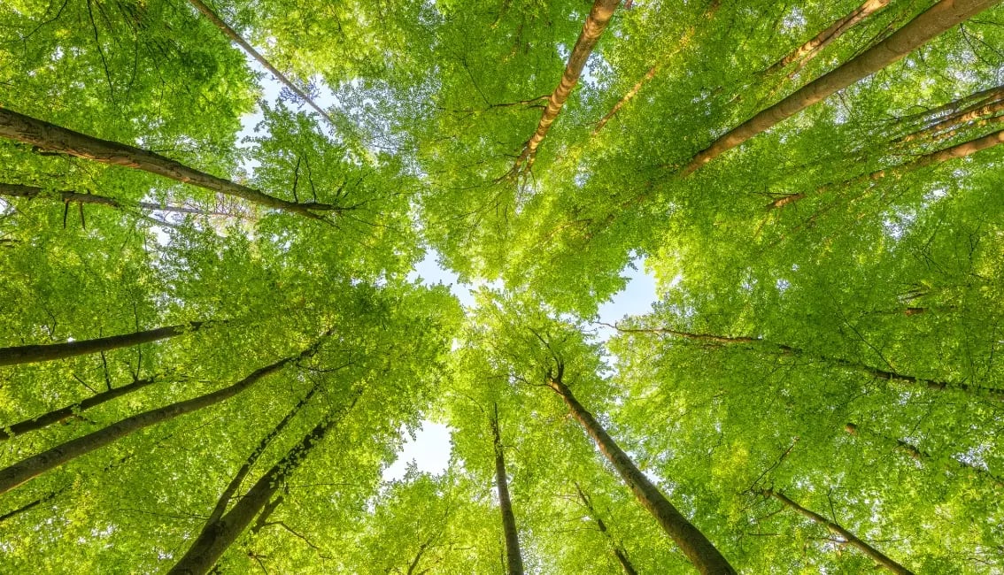 A forest with light filtering through the leaves.-2