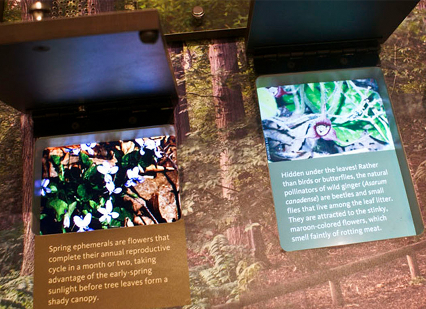 Brooklyn Botanical Garden - Preview