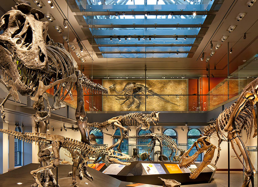 Dinosaur Hall - Preview