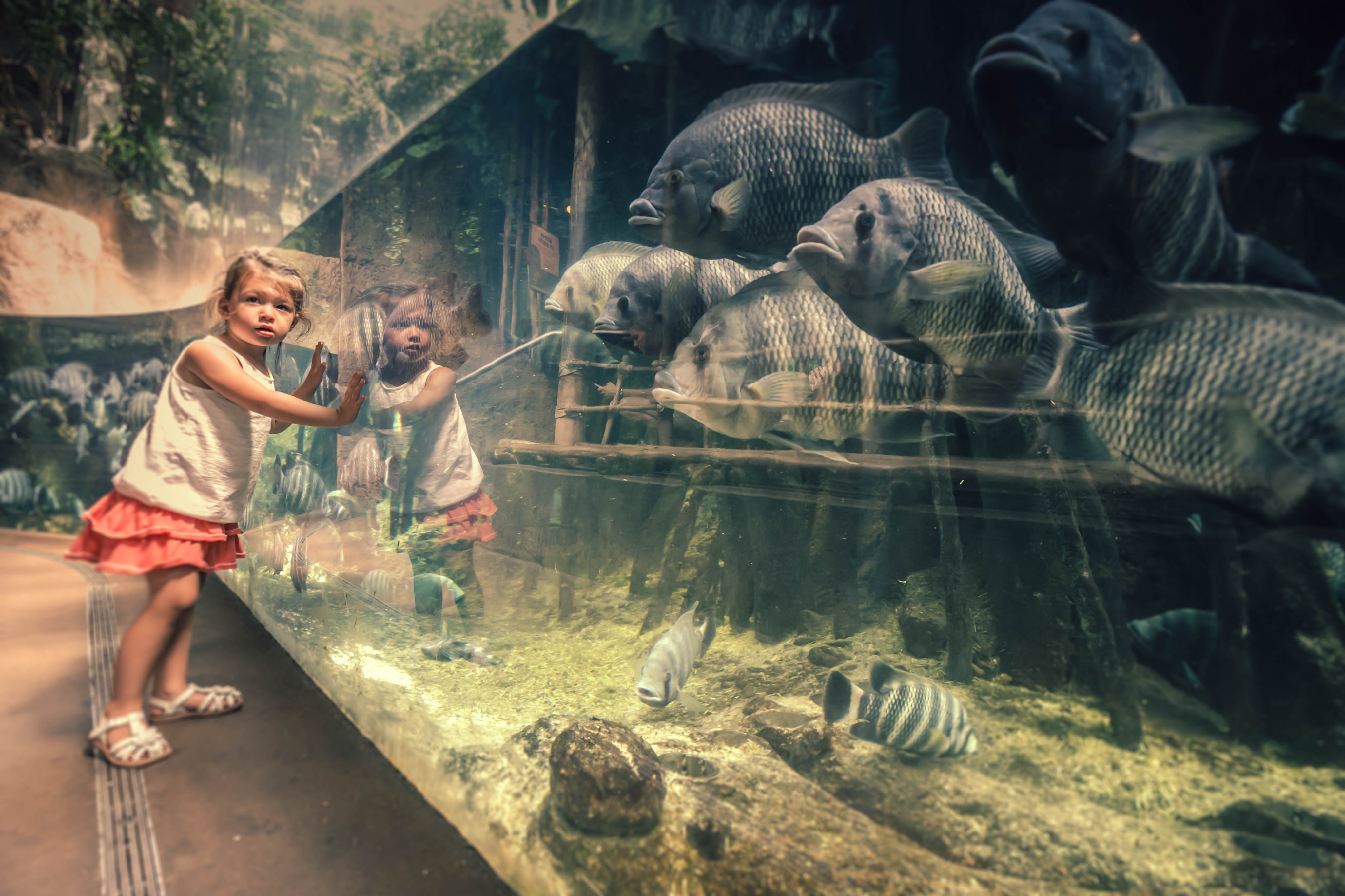 Aquarium audiovisual display supporting immersive marine education and visitor engagement